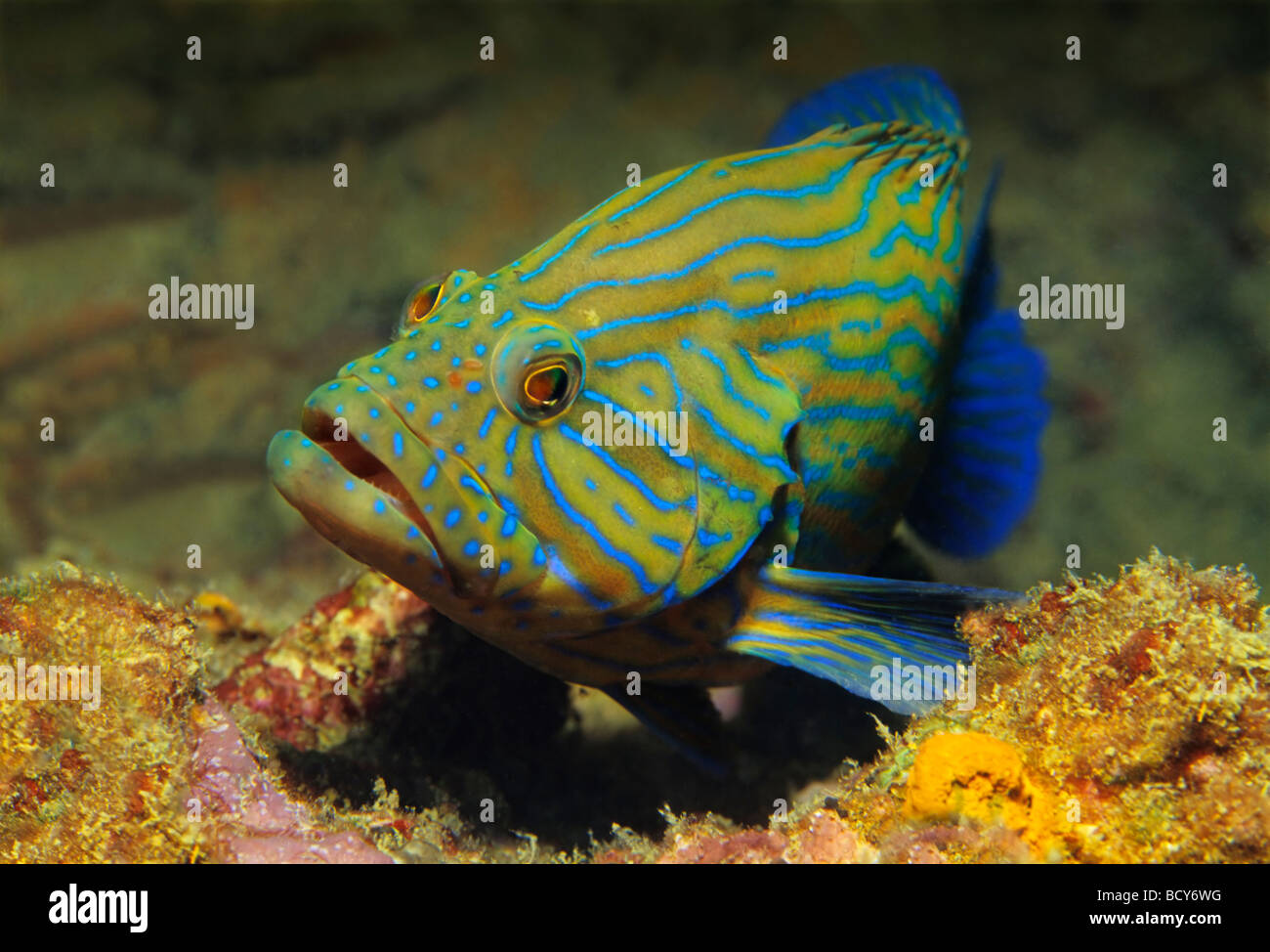Bande bleue le mérou (Cephalopholis formosa) dans les récifs coralliens, les îles Similan, la mer d'Andaman, en Thaïlande, Asie, Océan Indien Banque D'Images