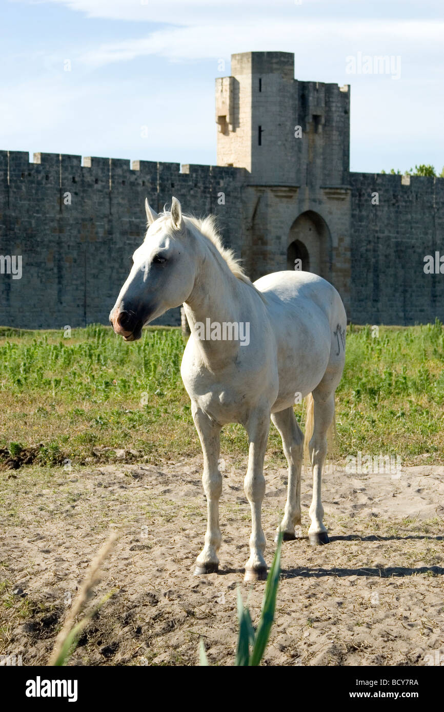 Le cheval Camargue Provence Sud de la France, est utilisé par Éco pour gérer les taureaux noirs de Camargue Banque D'Images