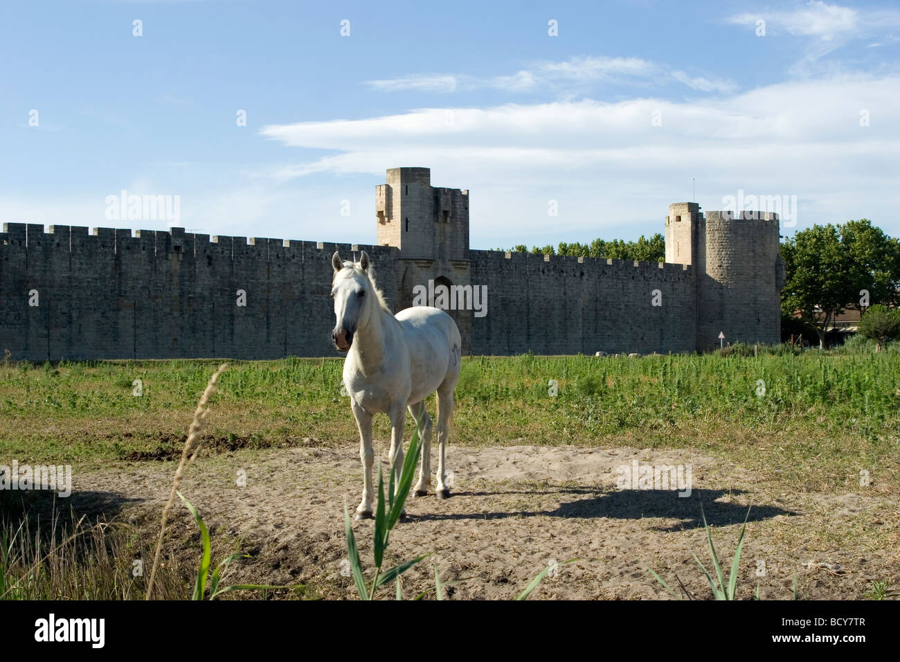 Le cheval Camargue Provence Sud de la France, est utilisé par Éco pour gérer les taureaux noirs de Camargue Banque D'Images