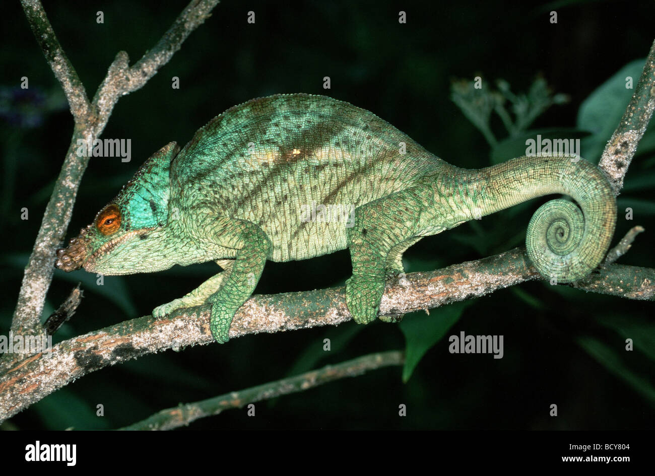 Chamaeleo parsoni / Parson's chameleon Banque D'Images