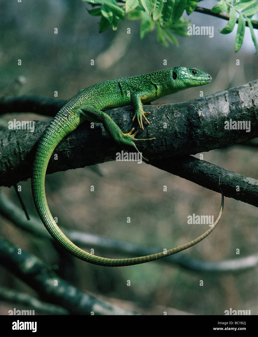 Lizard vert européen (Lacerta viridis) sur une branche. Allemagne Banque D'Images