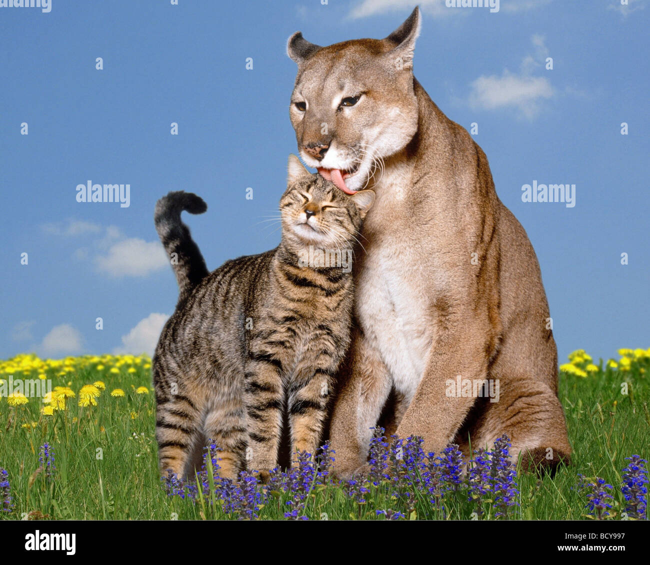 Cougar domestic cat Banque de photographies et d'images à haute résolution  - Alamy