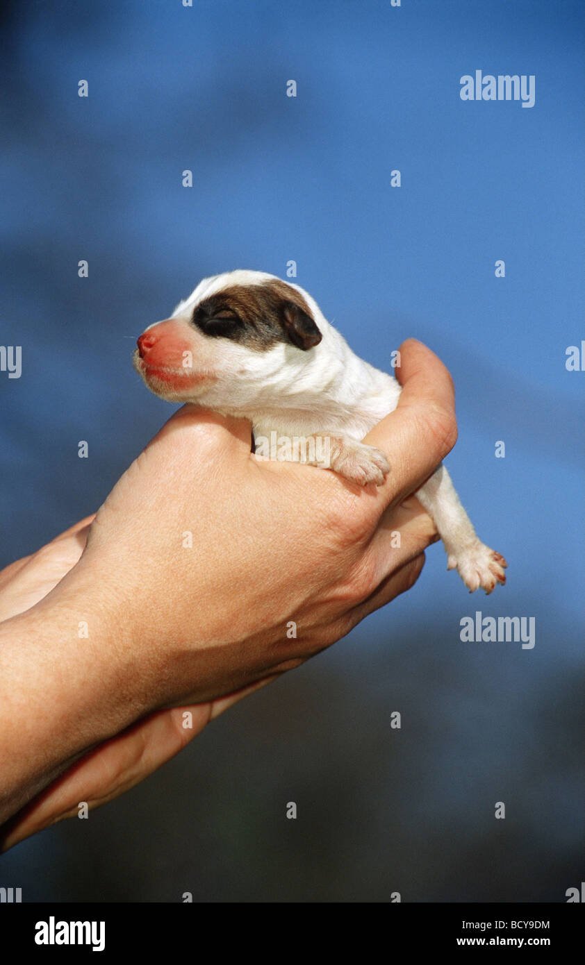 De chien dans la main (1 jour) Banque D'Images