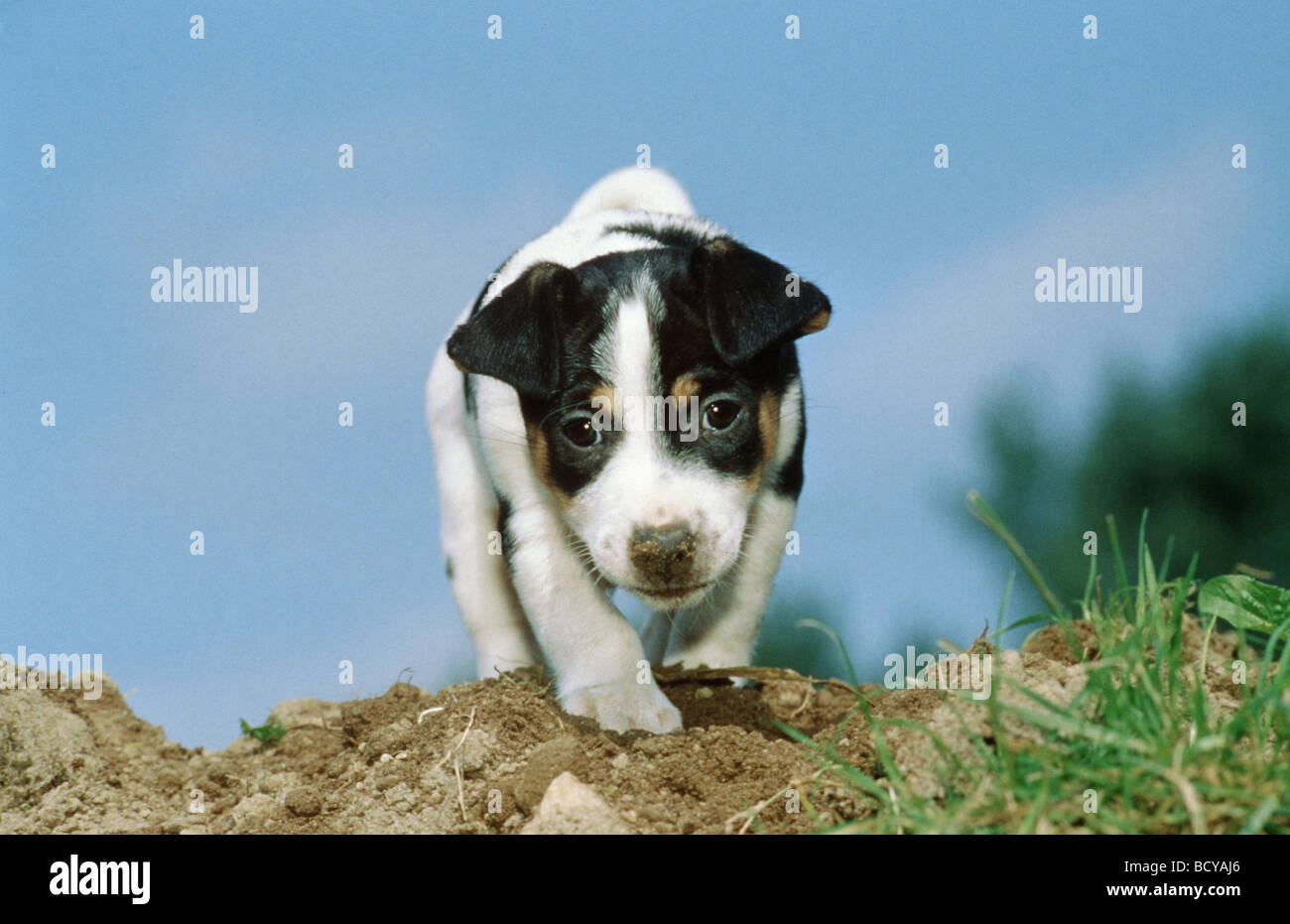 Jack Russell Terrier - Welpe läuft auf Kamera zu Banque D'Images