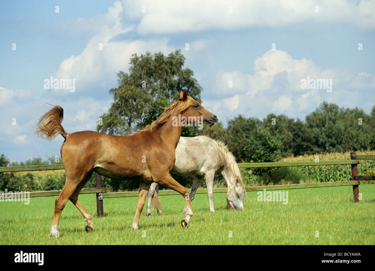 Deux chevaux arabes de l'asil on meadow Banque D'Images