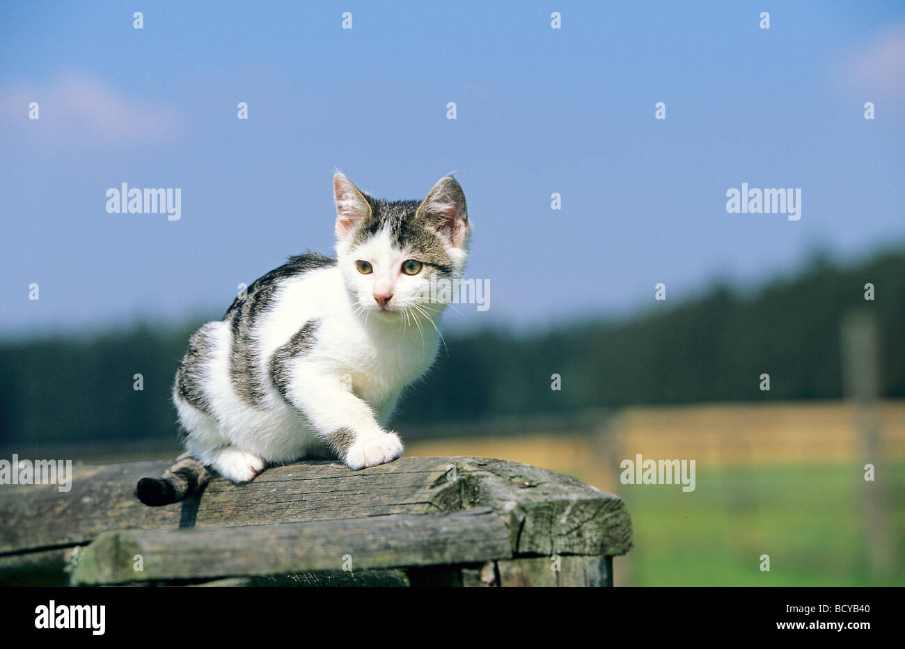 Chat domestique - chaton - séance Banque D'Images