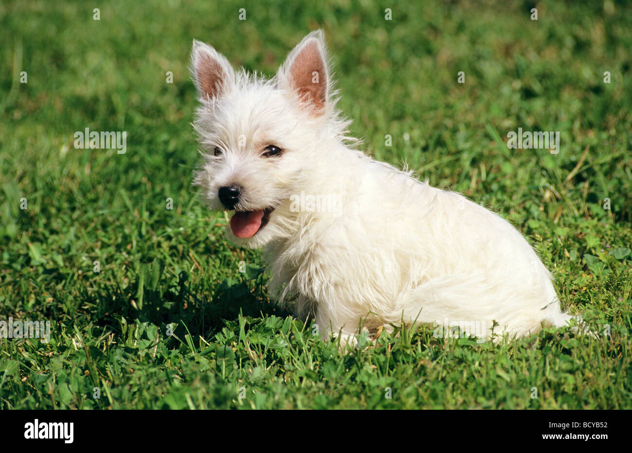 West Highland WhiteTerrier - puppy sitting on meadow Banque D'Images
