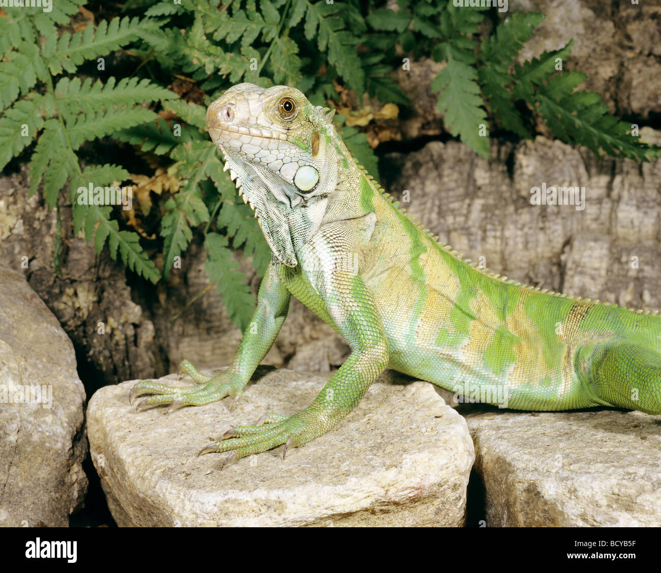 / Green iguana Iguana iguana Banque D'Images