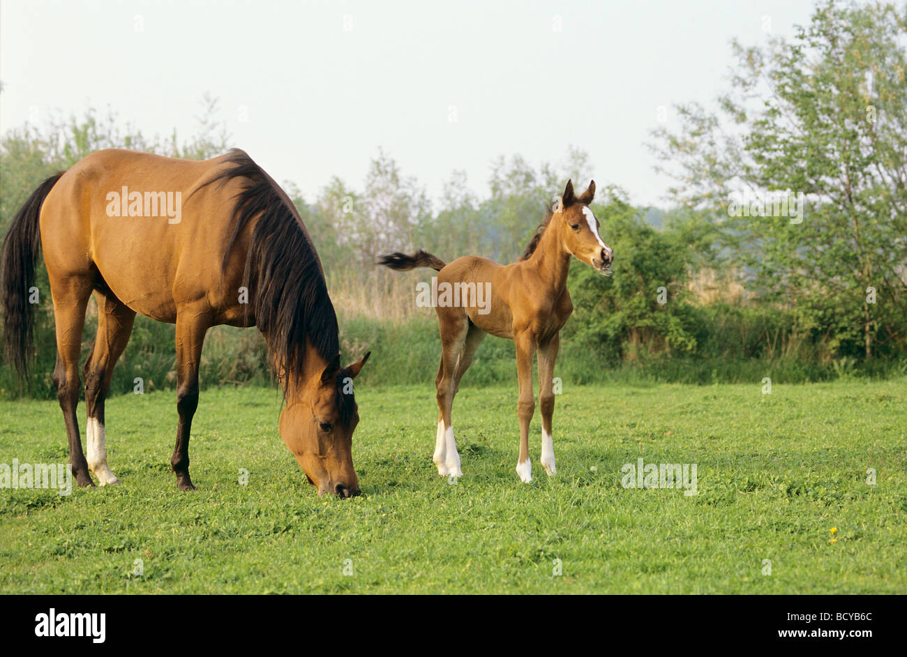 Cheval Arabe et son poulain on meadow Banque D'Images