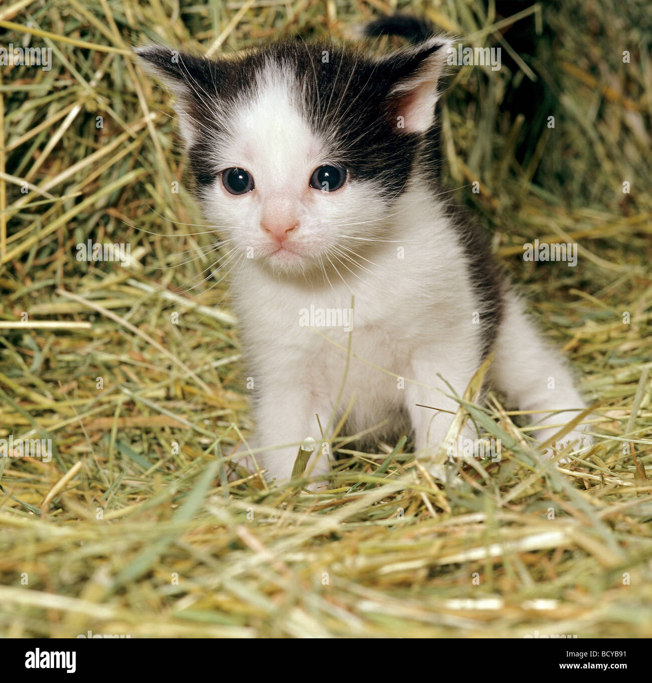 Chat domestique - chaton dans la paille Banque D'Images