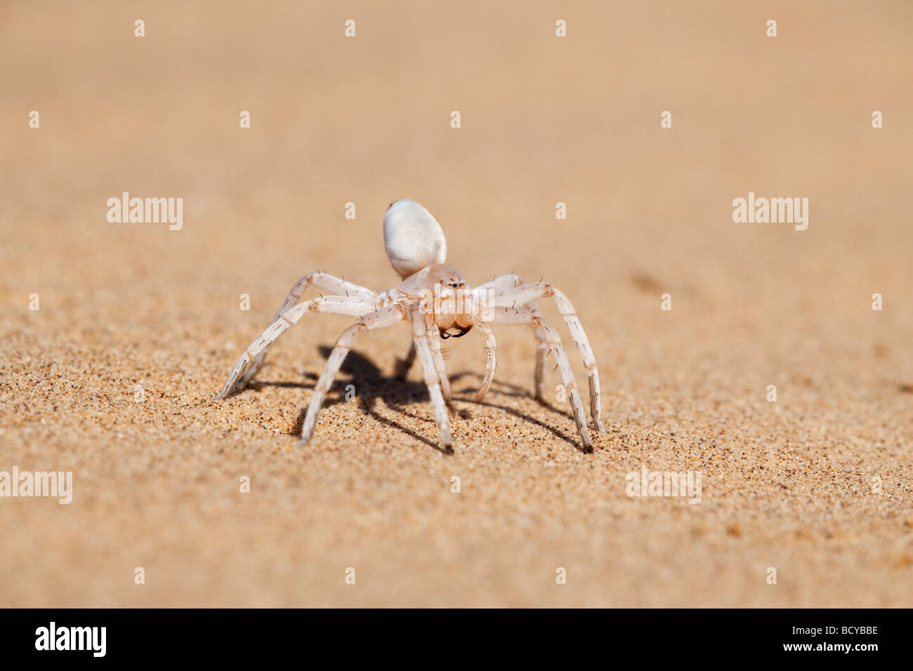Dame blanche danse Leucorchestris arenicola araignée du désert du Namib en Namibie Banque D'Images