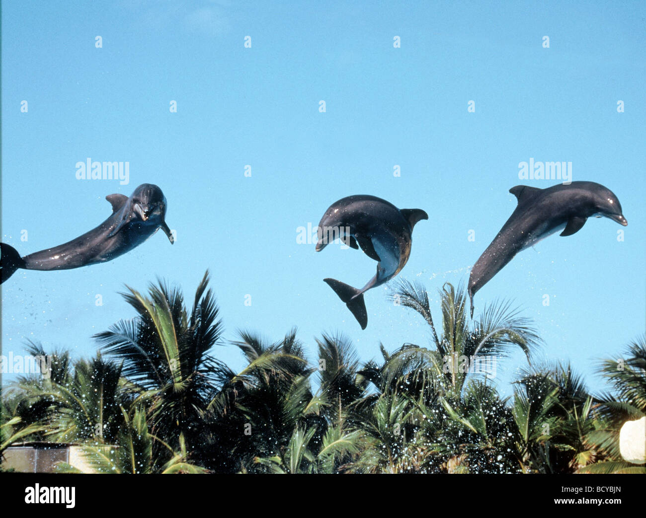Jumping Grand dauphin Tursiops truncatus / Banque D'Images