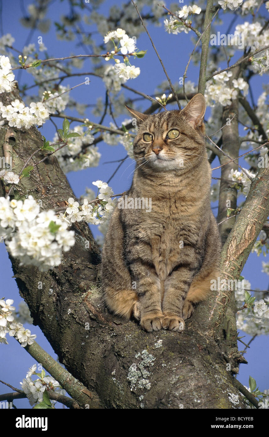 Intérieur rayé cat sitting on tree Banque D'Images
