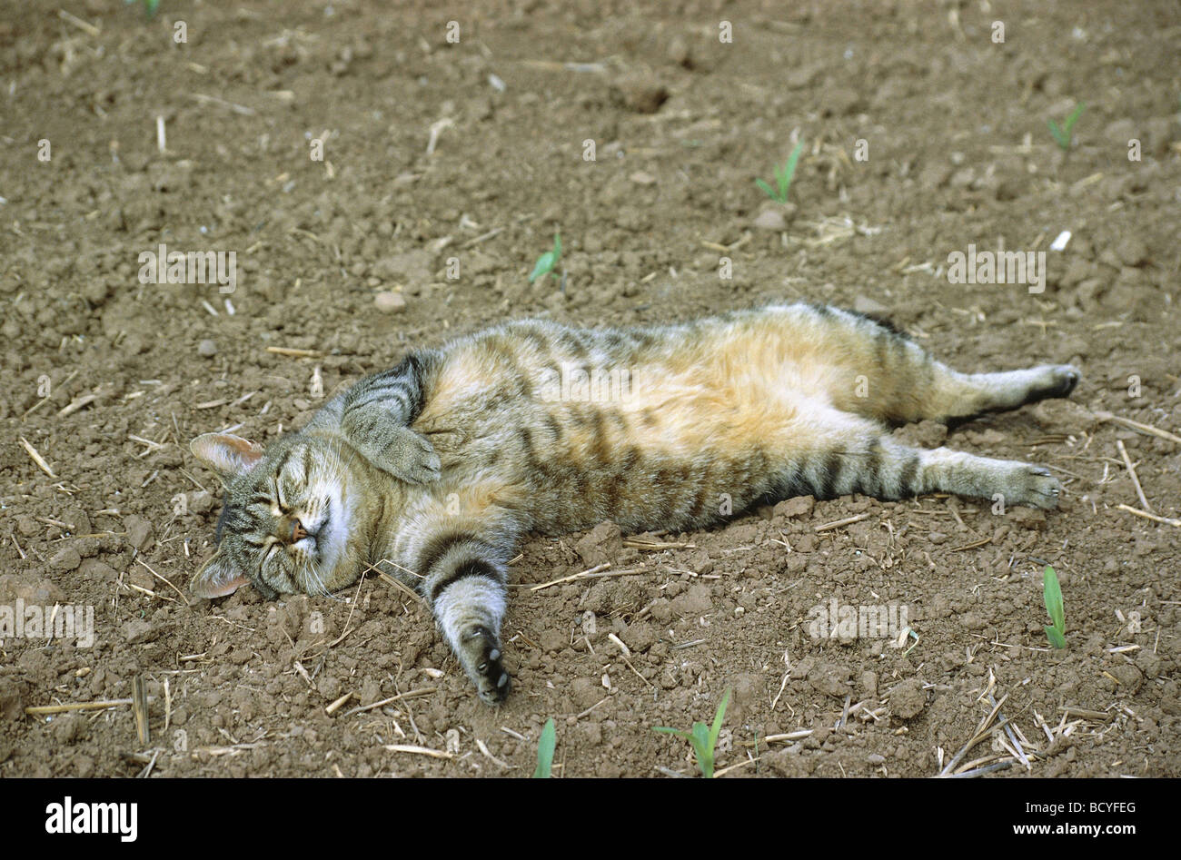 Couchage chat domestique à rayures sur terrain Banque D'Images
