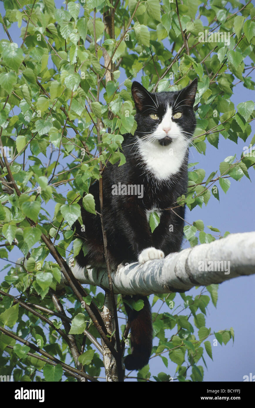 Chat domestique sitting on tree Banque D'Images