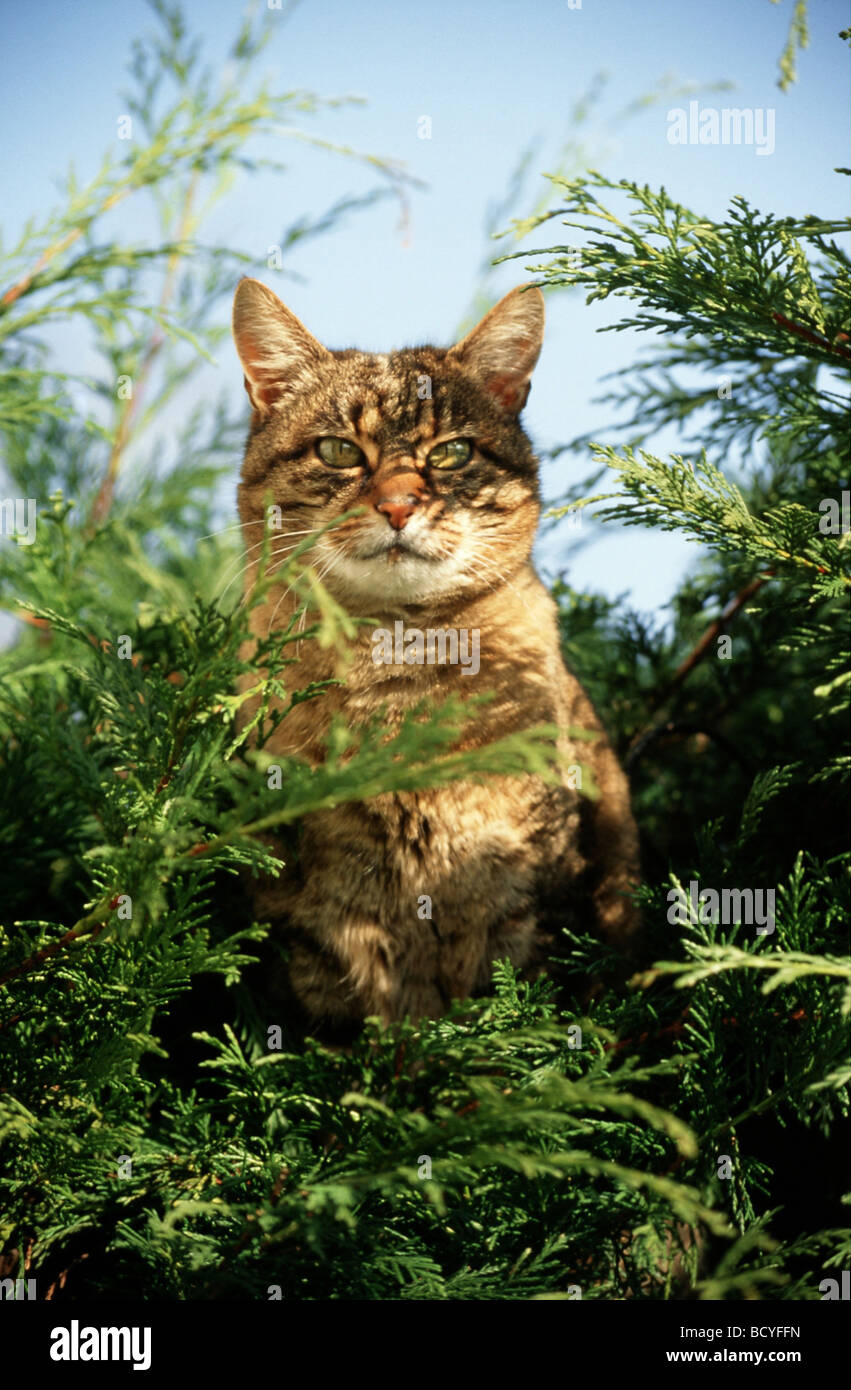 Chat domestique à rayures assis dans les buissons d'alerte Banque D'Images