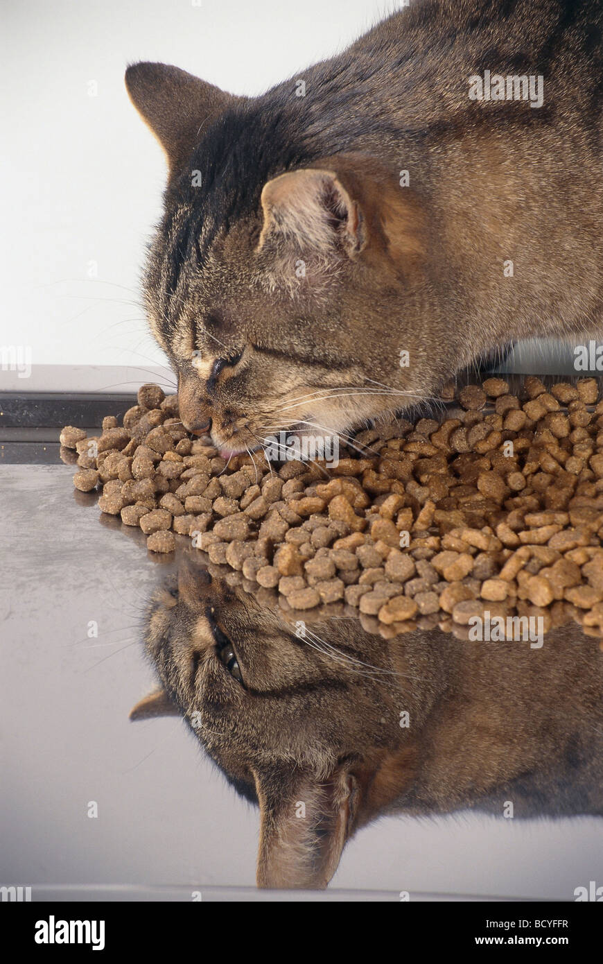 Chat domestique à rayures de manger des aliments à partir du bac Banque D'Images