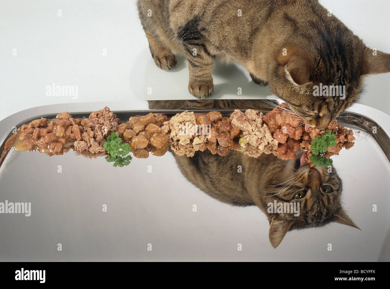 Chat domestique à rayures de manger des aliments à partir du bac Banque D'Images