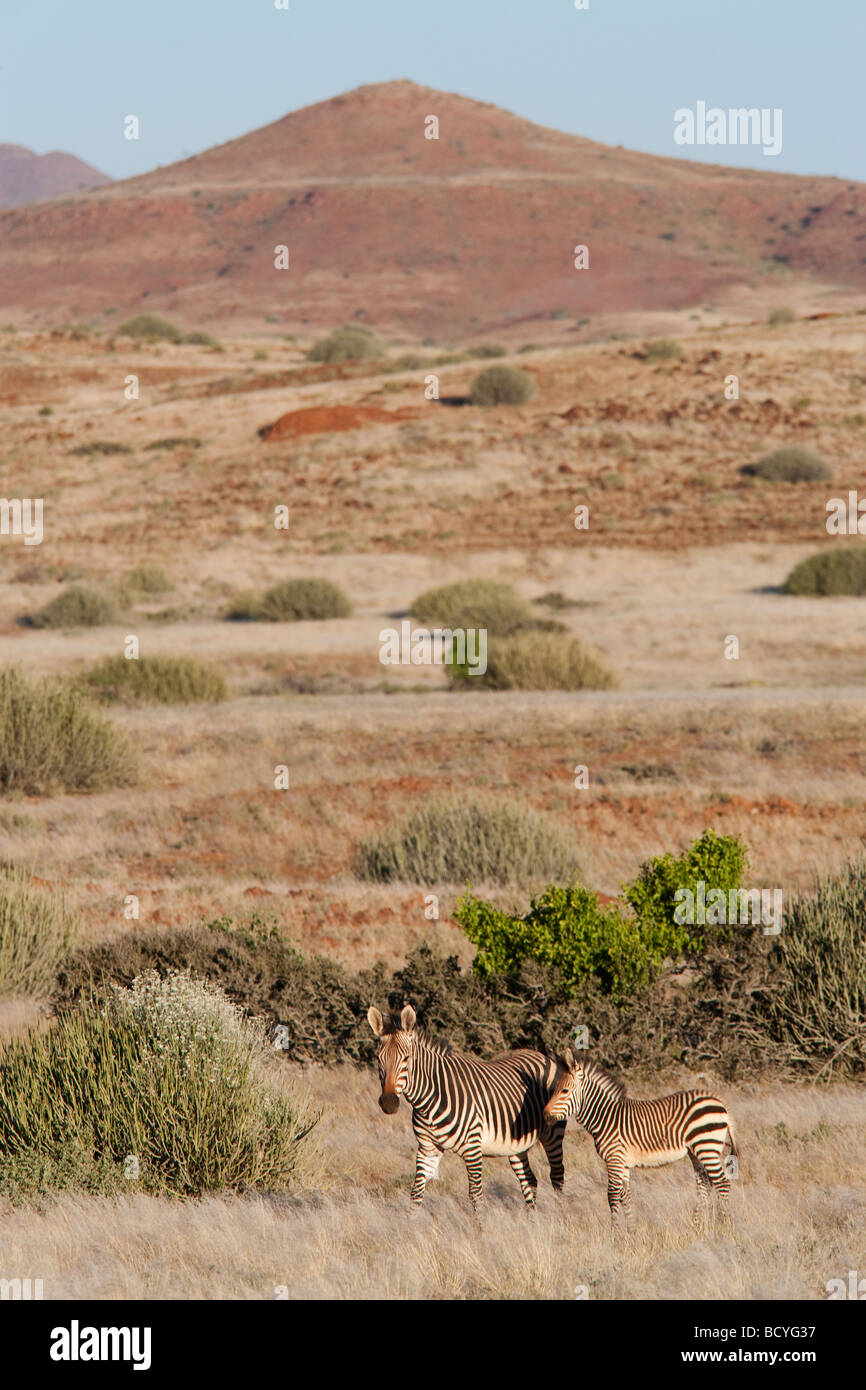 Hartmanns mountain zebra Equus zebra hartmannae avec poulain région de Kunene Namibie Afrique du Sud Banque D'Images