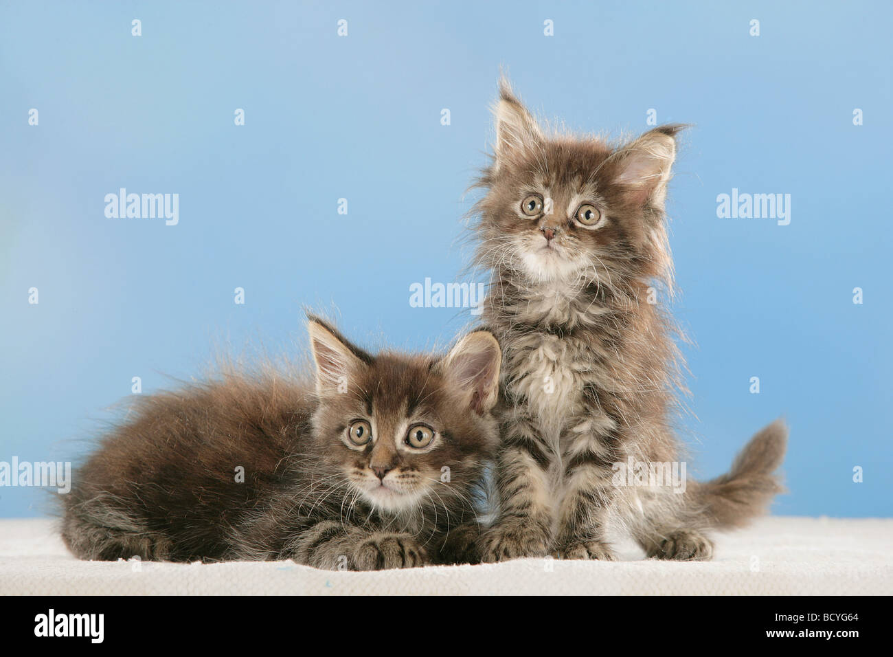 Maine Coon cat - deux chatons - cut out Banque D'Images