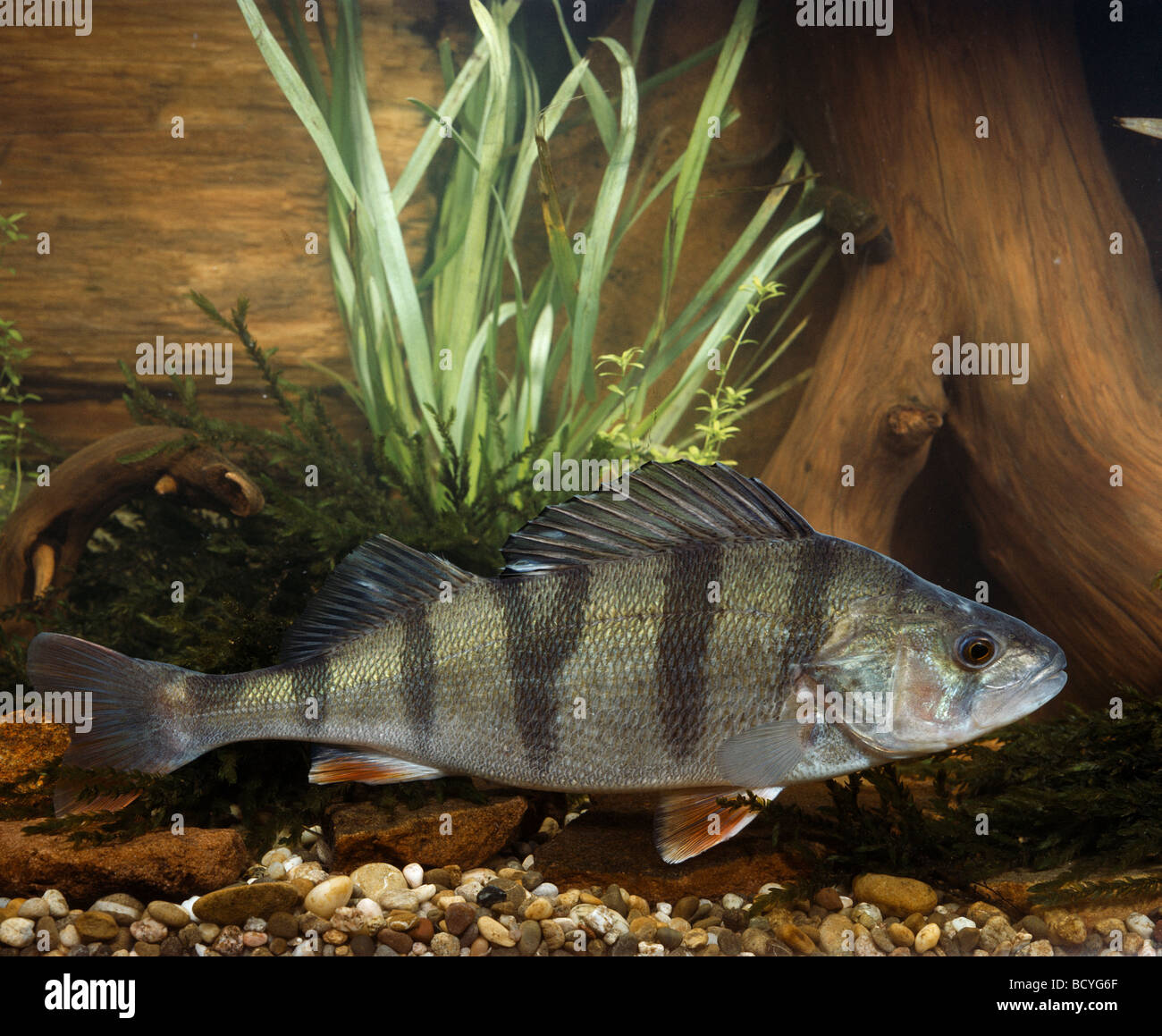 La perche européenne, Redfin Perchaude (Perca fluviatilis) sous l'eau. Allemagne Banque D'Images