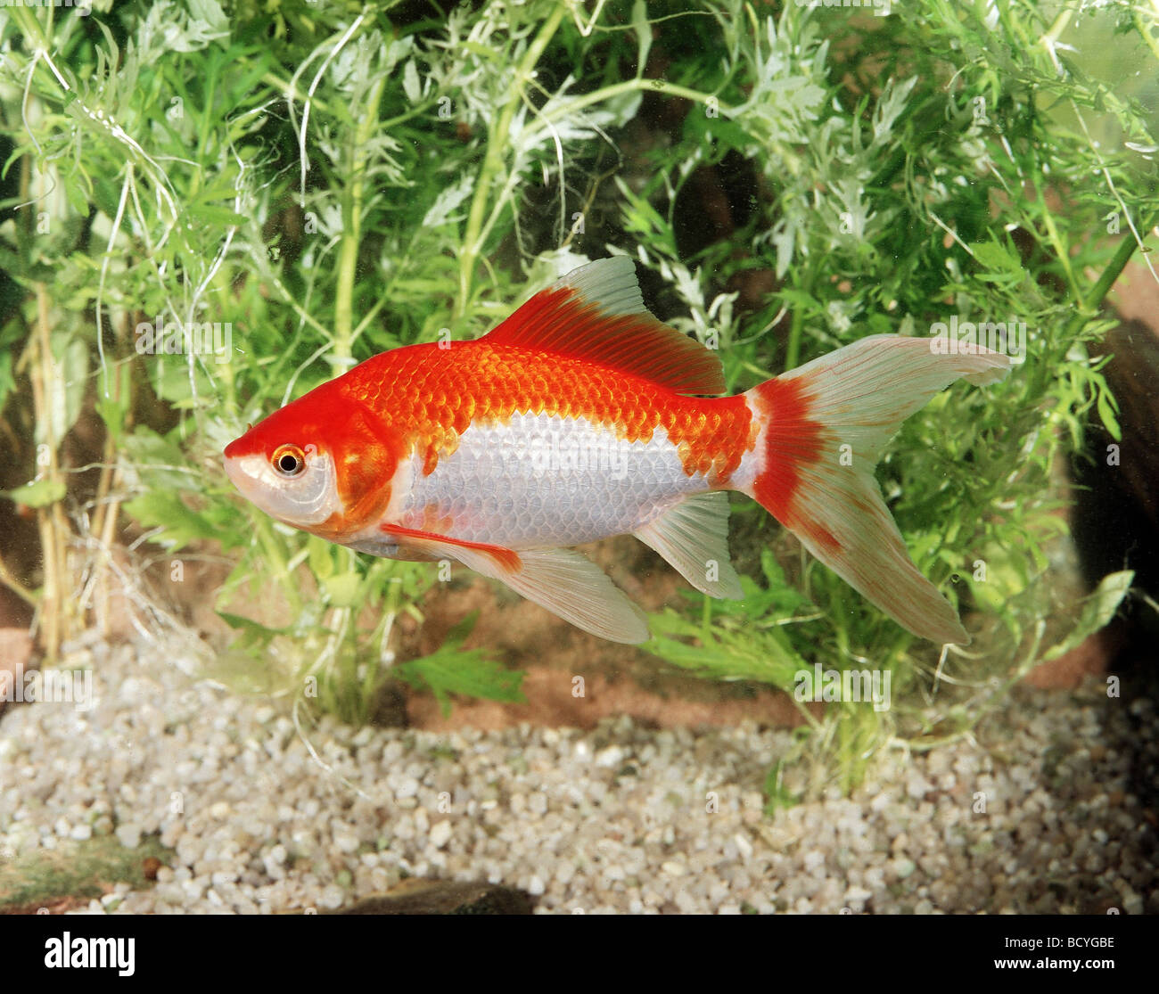 Carassius auratus / goldfish , Carpe commune Banque D'Images