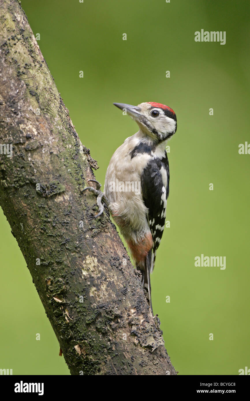 Pic mineur Banque D'Images