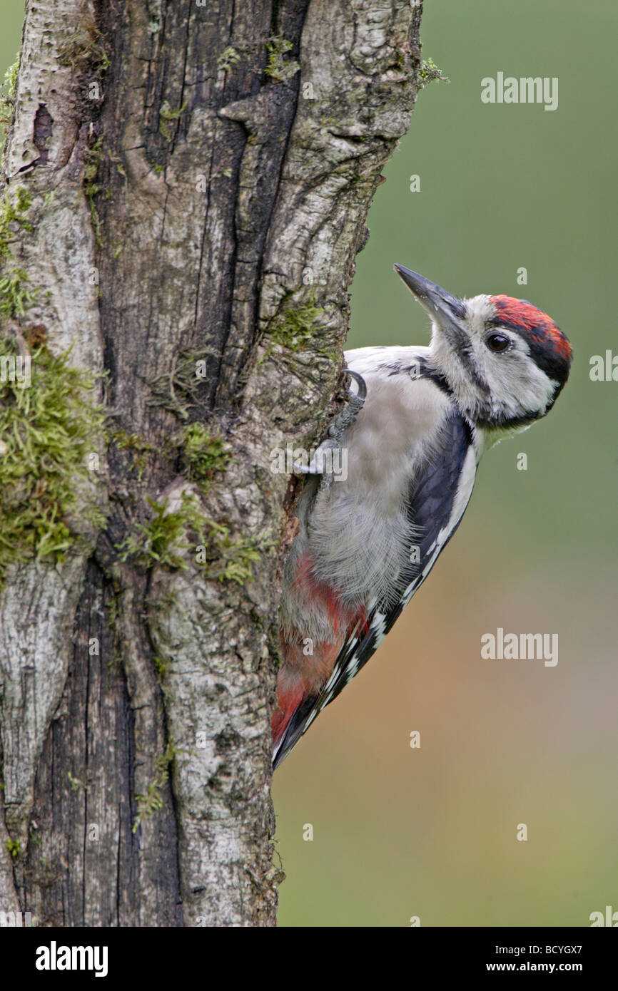 Pic mineur Banque D'Images