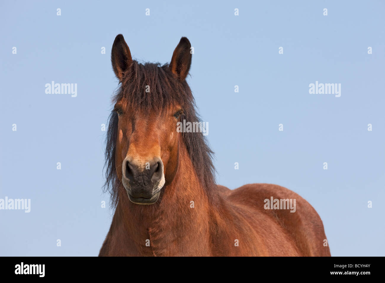 Cheval ardennais - portrait Banque D'Images