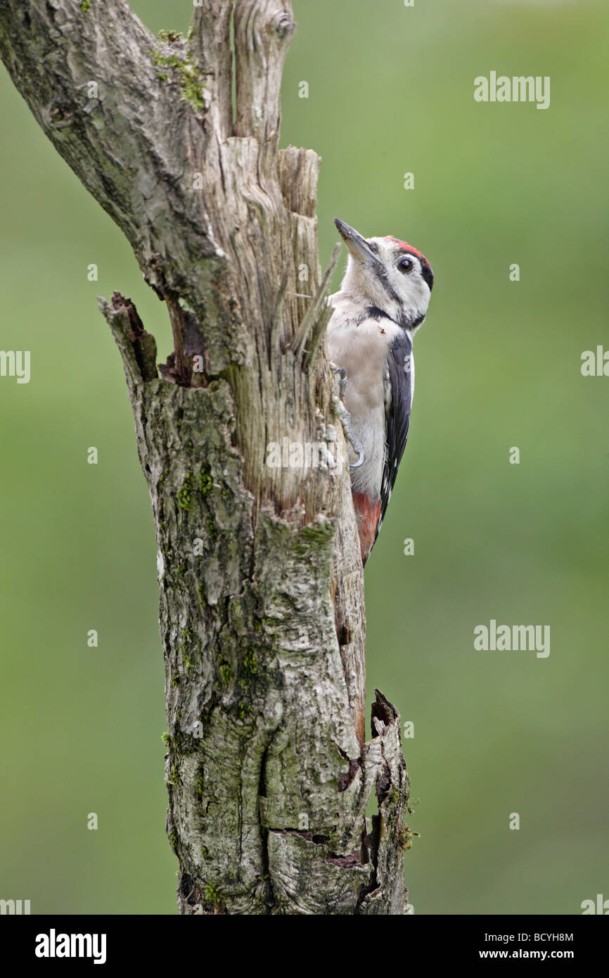 Pic mineur Banque D'Images