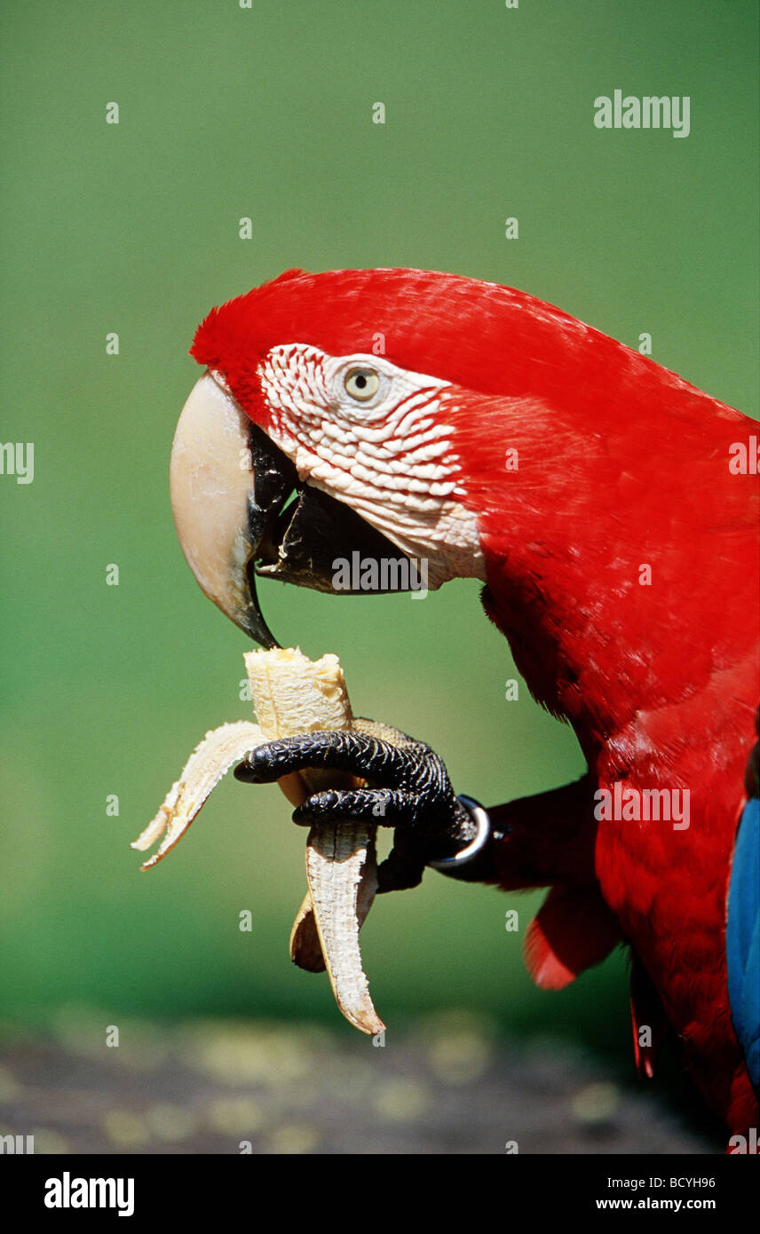 Vert - winged macow / Ara chloroptera Banque D'Images