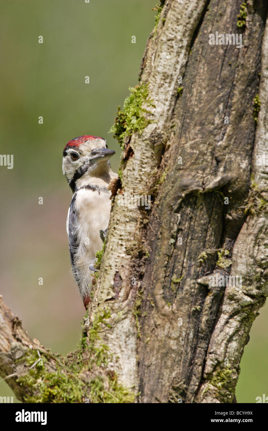 Pic mineur Banque D'Images