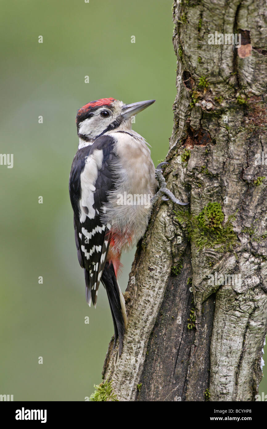 Pic mineur Banque D'Images