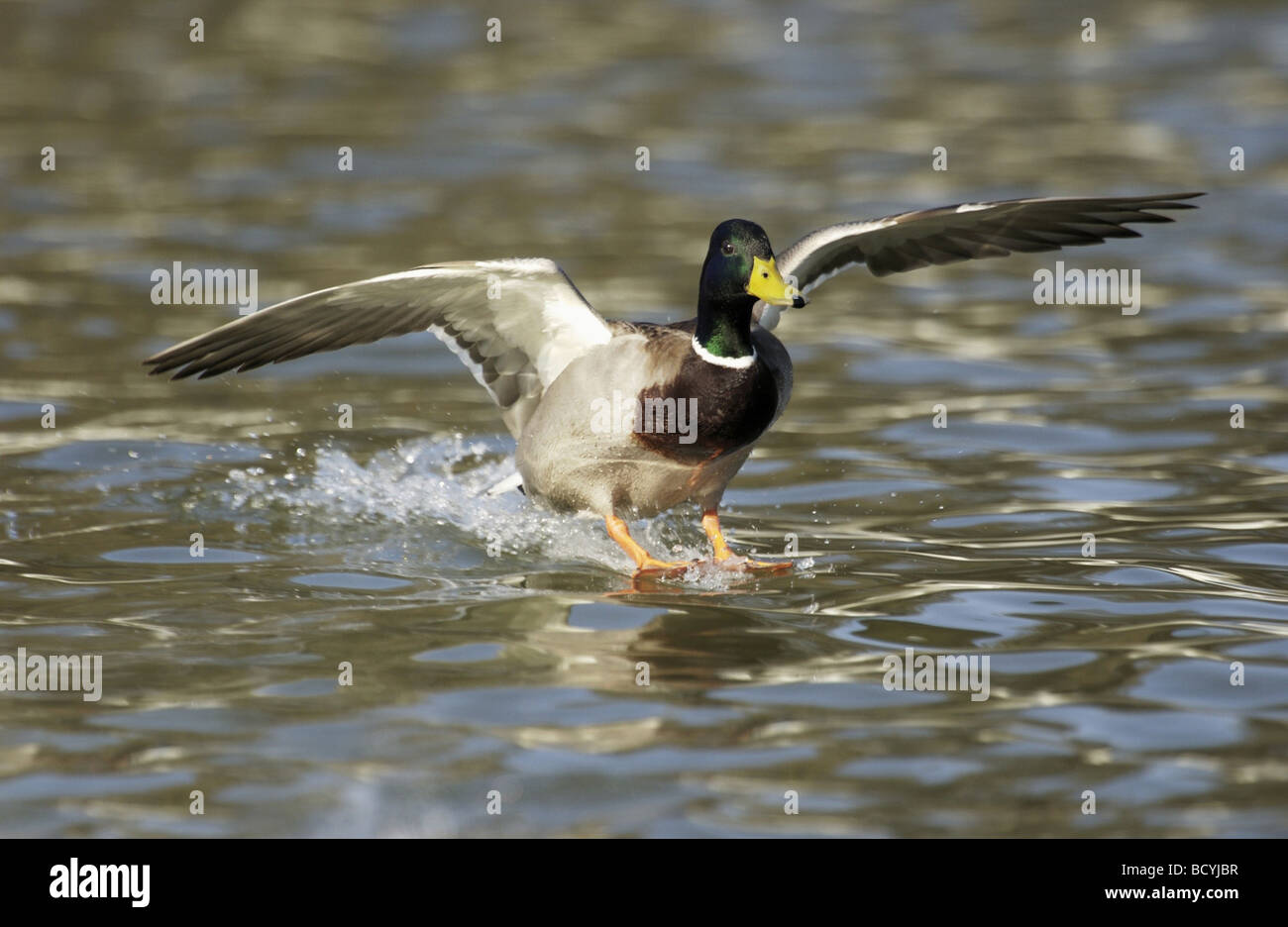- Mallard Drake Landing dans de l'eau / Anas platyrhynchos Banque D'Images