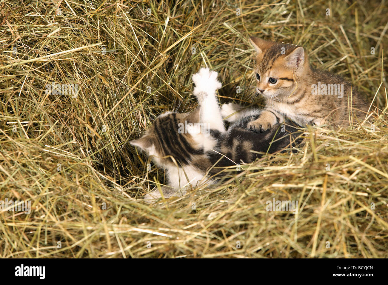 Deux kitten playing in straw Banque D'Images