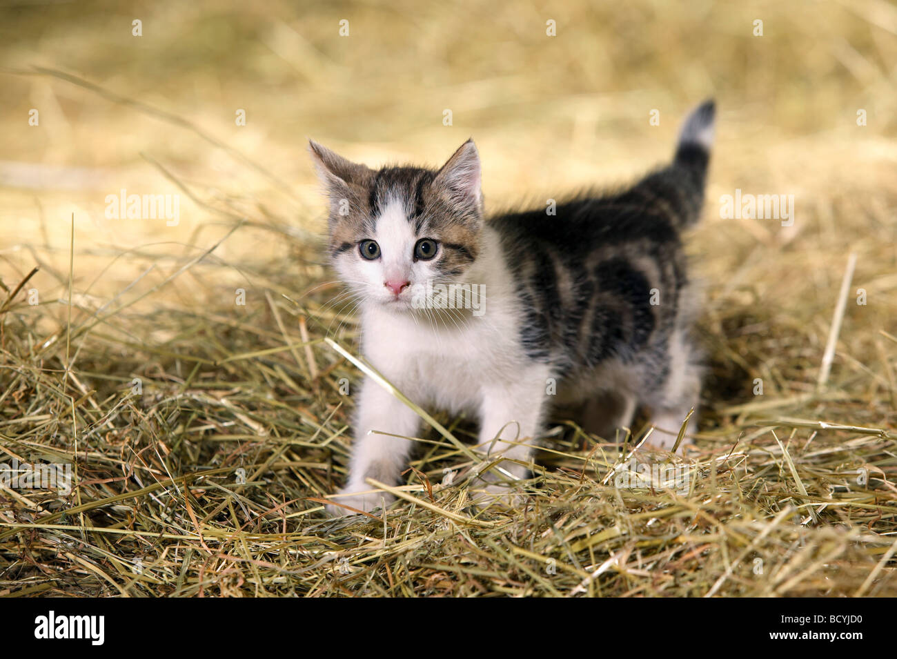 Chaton dans la paille permanent Banque D'Images