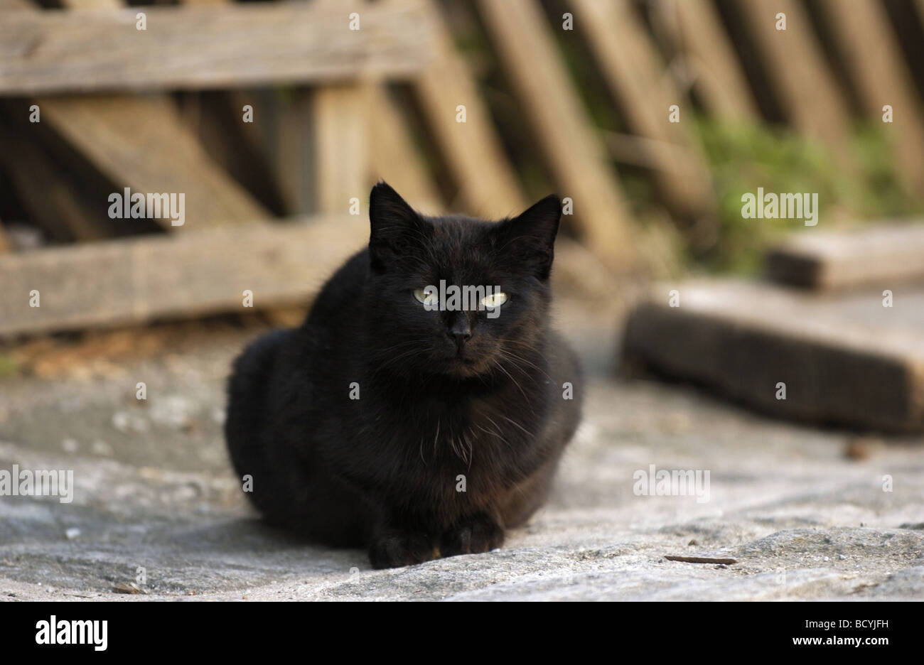 Chat domestique noir Banque D'Images