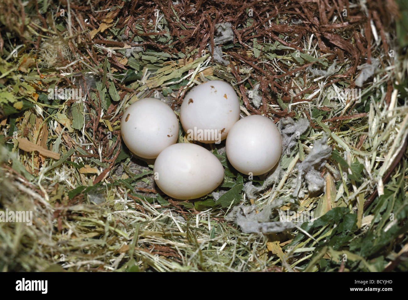 Inséparable rosegorge (Agapornis roseicollis), nid avec des oeufs Banque D'Images