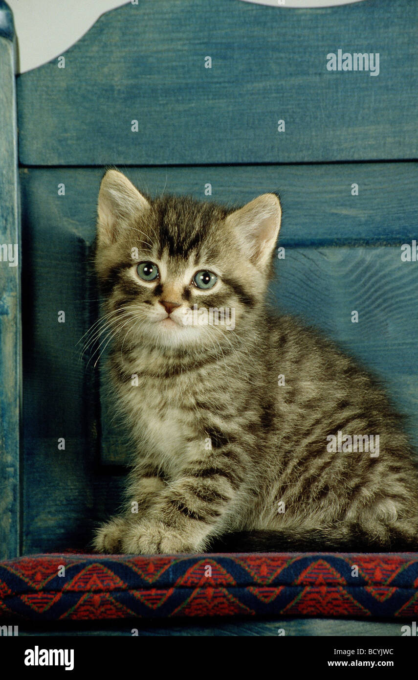 Tabby kitten sitting on chair Banque D'Images