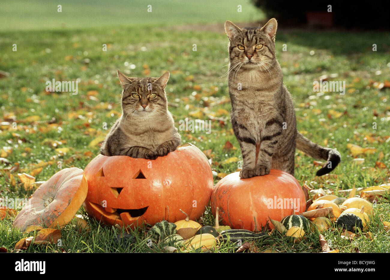 Halloween : chat Banque D'Images