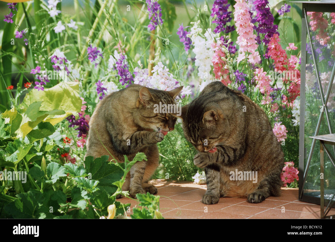 Chat domestique. Deux adultes tabby theirselves toilettage dans un jardin Banque D'Images