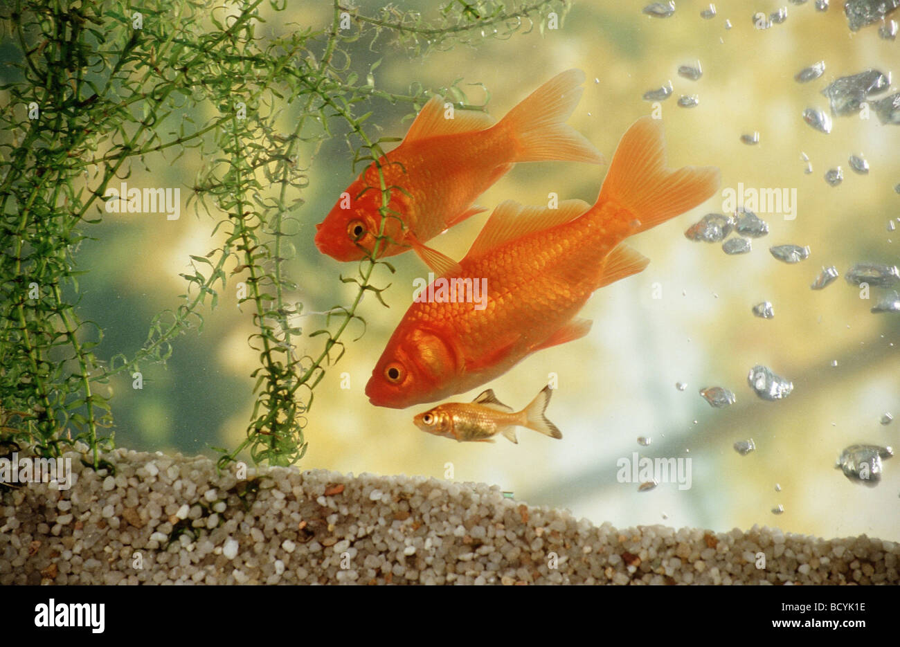 Deux goldfishes avec cub / Carassius auratus Banque D'Images