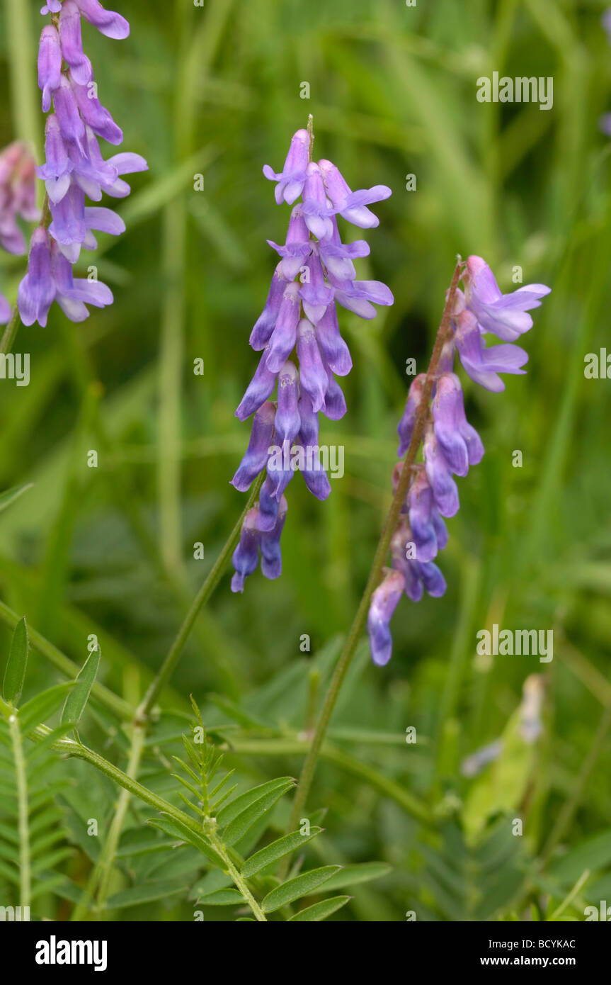 Vesce jargeau, Vicia cracca, vallée de la flotte, de fleurs sauvages, Dumfries et Galloway, Écosse Banque D'Images