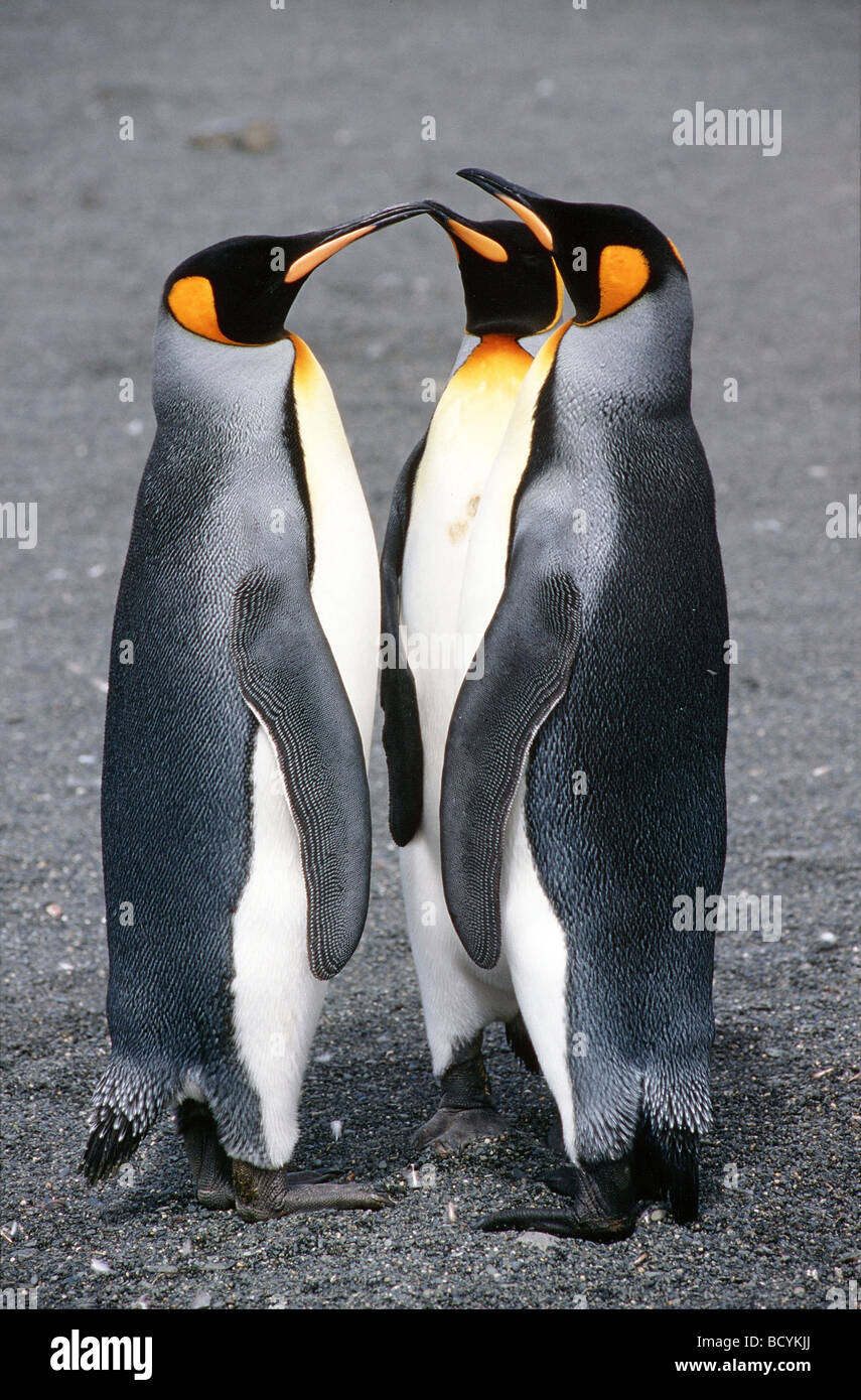 Trois manchots royaux / Aptenodytes patagonicus Banque D'Images