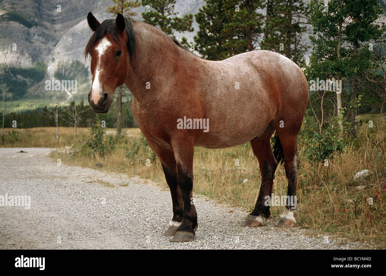 3-chevaux de trait Banque D'Images