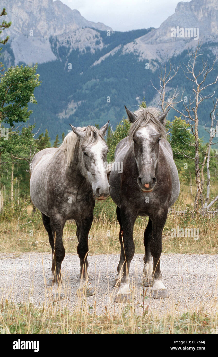 2-chevaux de trait Banque D'Images