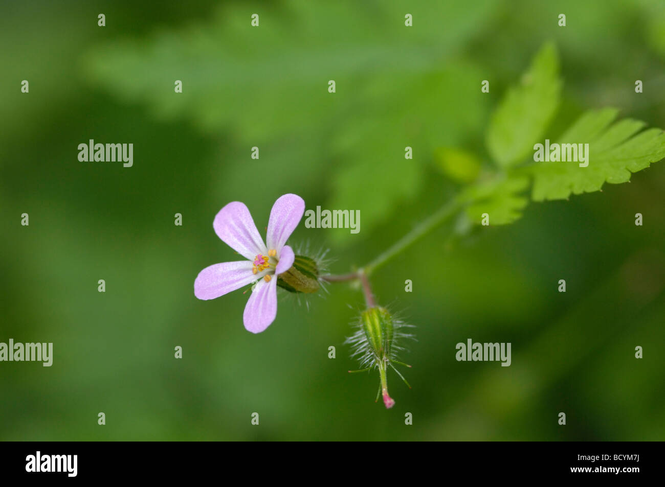 Geranium robertianum Herb-Robert, fleurs sauvages, flotte, vallée, Dumfries et Galloway, Écosse Banque D'Images