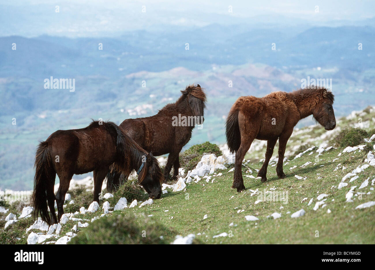 3 chevaux Head Hotel Banque D'Images