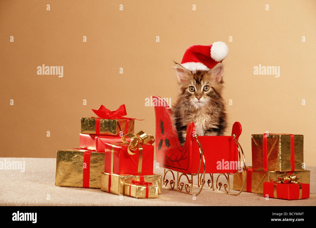 Cheveux longs américains, Maine Coon. Tabby chaton avec chapeau de Père Noël sur un traîneau entre les cadeaux enveloppés Banque D'Images