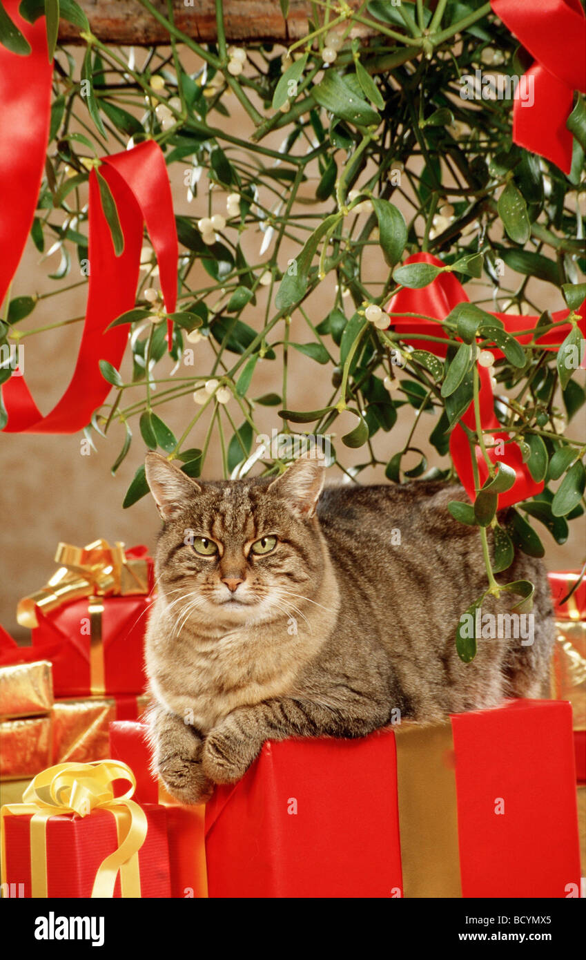 Le Chat De Noël Se Trouve Avec Un Cadeau Sous L'arbre Du Nouvel An. Chaton  Animal Avec Boîte-cadeau Pour Noël Sur Un Pull De Noël Moche à L'intérieur  De La Maison.